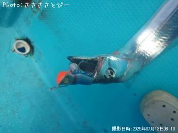 太刀魚&サバ&オオモンハタ