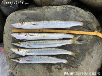 タイワンカマス