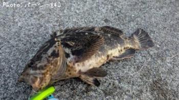 タケノコメバル