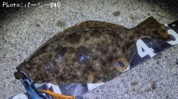 ヒラメ