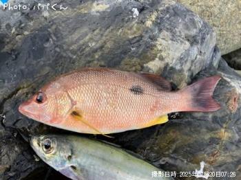 クロホシフエダイ