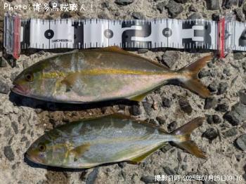 �ͥꥴ�ʥ���ѥ���