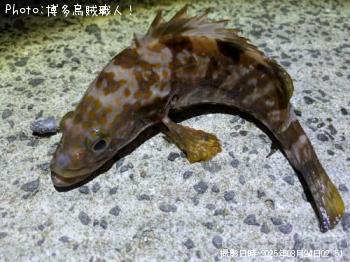 �ͥꥴ�ʥ���ѥ���