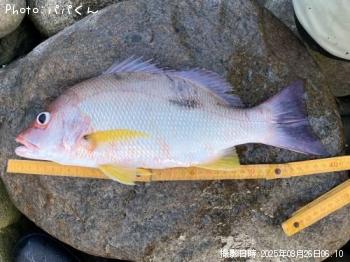 クロホシフエダイ