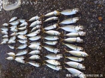 アジ&カマス&セイゴ