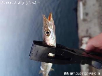 アジ&カマス&セイゴ