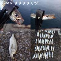 アジ&カマス&セイゴ