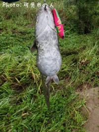 髭おたまじゃくし