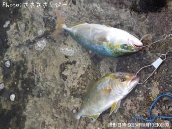 ���ʥ������祴������