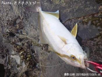 ���ʥ������祴������