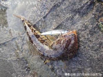 ���ʥ������祴������