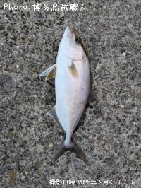 ネリゴ(カンパチ)