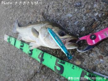 シーバス&アジ&コノシロ&ギマ