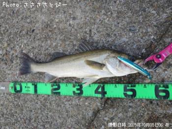 シーバス&アジ&コノシロ&ギマ