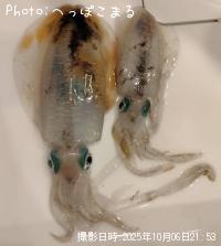 ¥¢¥ª¥ê¥¤¥«