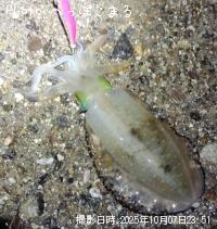 �����ꥤ��