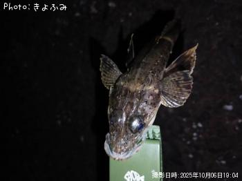 ワニゴチ、セイゴ