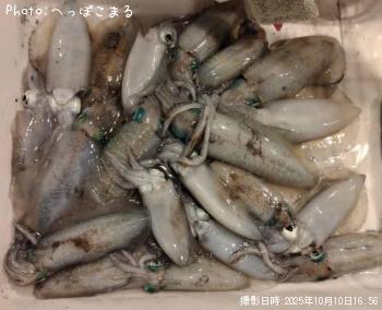 �����ꥤ��