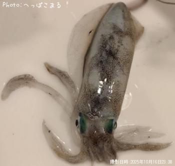 �����ꥤ��