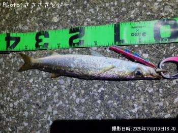 ���ޥ���