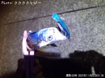 太刀魚