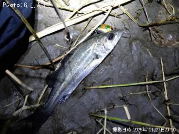 �����Х�