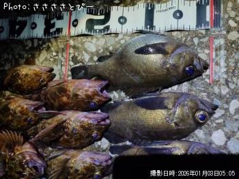 ¥á¥Ð¥ë¡õ¥«¥µ¥´