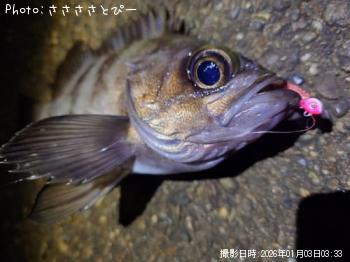 ¥á¥Ð¥ë¡õ¥«¥µ¥´