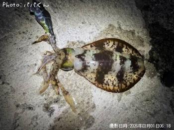 �����ꥤ��