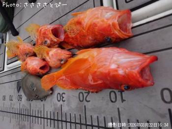 �����ϥ�������ᥫ���������ޥ���ϥ�