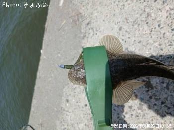 �ޥ���