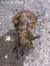 ¥¢¥ª¥ê¥¤¥«