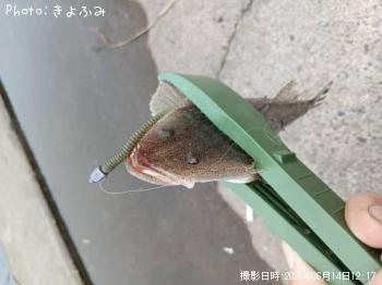 ¥Þ¥´¥Á