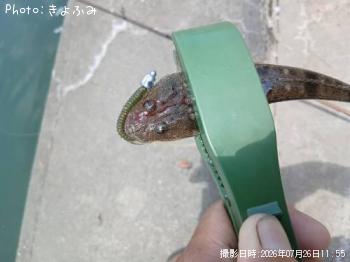 �ޥ���