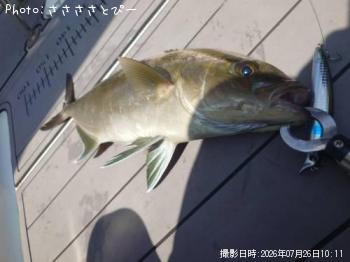 ����ѥ��������ϥ�������ᥫ������������