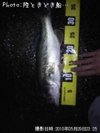 ¥Ö¥é¥Ã¥¯¥Ð¥¹