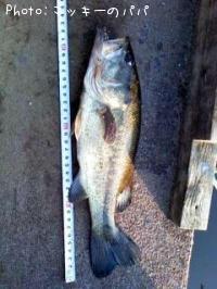 �֥�å��Х�