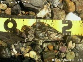 ¥¿¥±¥Î¥³¥á¥Ð¥ë