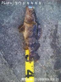 タケノコメバル