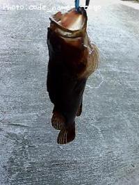 ¥Ù¥Ã¥³¥¦¥½¥¤