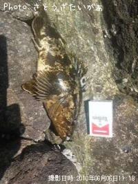 �����Υ���Х�