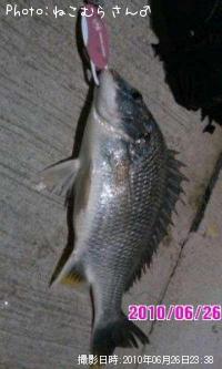 ���ӥ����