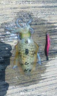 �����ꥤ��