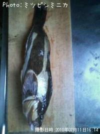 �����ʥ�