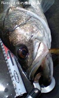 �ۥ�������