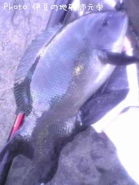 ¸ýÂÀ¥á¥¸¥Ê