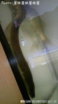 ���ʥ���