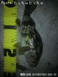 タケノコメバル