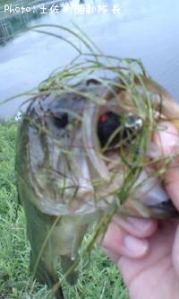 ¥Ö¥é¥Ã¥¯¥Ð¥¹