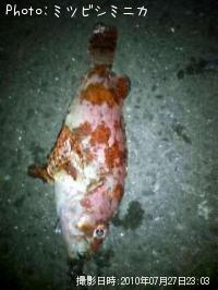 ¥è¥í¥¤¥á¥Ð¥ë